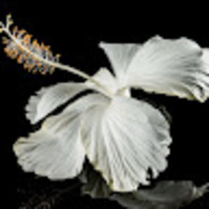 Meet your Posher, Mari